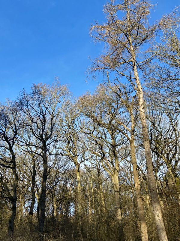 Bare trees in winter against a blue sky